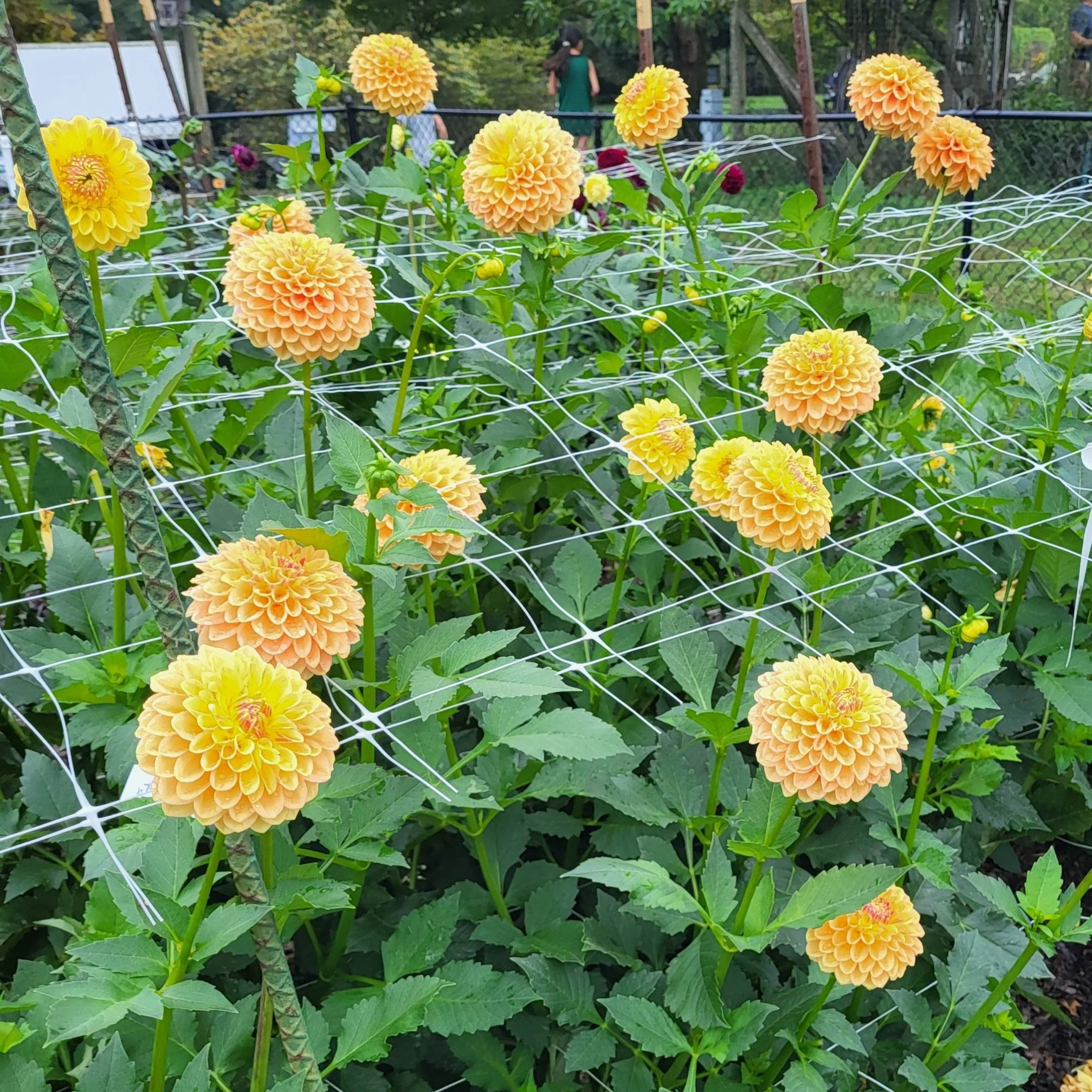 Netherton G-lo — Crazy 4 Dahlias